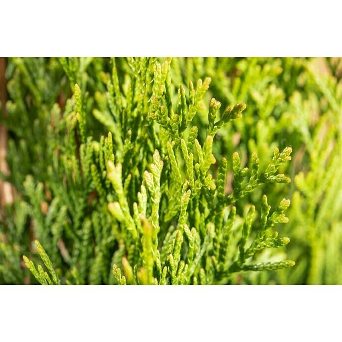 BAUHAUS Piardino Lebensbaum 'Smaragd' Thuja Occidentalis 'Smaragd', Topfgröße: 23 Cm 4 BAUHAUS Piardino Lebensbaum 'Smaragd' Thuja Occidentalis 'Smaragd', Topfgröße: 23 Cm – Bild 2