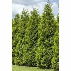 BAUHAUS Piardino Lebensbaum 'Smaragd' Thuja Occidentalis 'Smaragd', Topfgröße: 23 Cm 7 BAUHAUS Piardino Lebensbaum 'Smaragd' Thuja Occidentalis 'Smaragd', Topfgröße: 23 Cm -Gartenpflanzen Verkäufe 12 1109