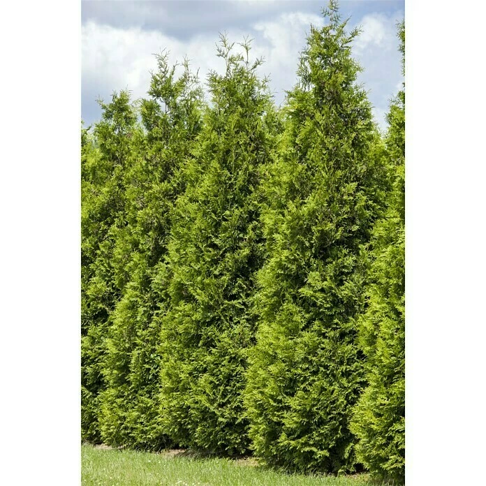 BAUHAUS Piardino Lebensbaum 'Smaragd' Thuja Occidentalis 'Smaragd', Topfgröße: 23 Cm 5 BAUHAUS Piardino Lebensbaum 'Smaragd' Thuja Occidentalis 'Smaragd', Topfgröße: 23 Cm – Bild 3