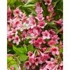 BAUHAUS Weigelie Weigela Florida 'Picobella Rosa', 30 Cm - 50 Cm -Gartenpflanzen Verkäufe 12 111