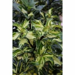 BAUHAUS Stechpalme Ilex Aquifolium 'White Cream', Cremeweiß, Topfvolumen: 4,6 L