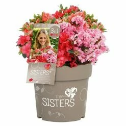 BAUHAUS Japanische Azalee Rhododendron Obtusum 'Fairy Dreams® Three Sisters', Topfvolumen: 6 L, Rot/Orange/Pink