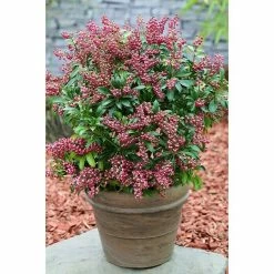 BAUHAUS Japanisches Schattenglöckchen Pieris Japonica 'Passion'®, Topfvolumen: 6 L