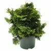 BAUHAUS Hinoki-Scheinzypresse Chamaecyparis Obtusa 'Nana Aurea', Aktuelle Wuchshöhe: 30 Cm - 50 Cm -Gartenpflanzen Verkäufe 12 1115