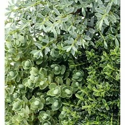 BAUHAUS Piardino Strauchveronika Hebe X Andersonii 'Green Boys', Topfgröße: 12 Cm -Gartenpflanzen Verkäufe 12 1117