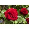 BAUHAUS Piardino Edelrose Rosa Hybride 'Acapella ®', Topfgröße: 19 Cm, Silber-Kirschrot 2 BAUHAUS Piardino Edelrose Rosa Hybride 'Acapella ®', Topfgröße: 19 Cm, Silber-Kirschrot -Gartenpflanzen Verkäufe 12 1118