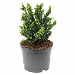 BAUHAUS Hinoki-Scheinzypresse Chamaecyparis Obtusa 'Sheriman', Aktuelle Wuchshöhe: 15 Cm - 20 Cm
