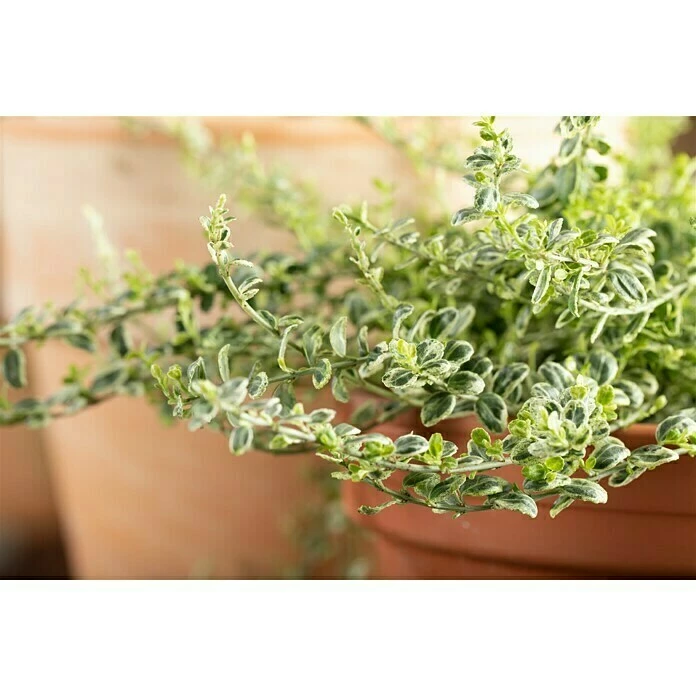 BAUHAUS Piardino Weißbunte Kriechspindel 'Silver Carpet' Euonymus Fortunei 'Silver Carpet', Grün Mit Weißer Umrandung 4 BAUHAUS Piardino Weißbunte Kriechspindel 'Silver Carpet' Euonymus Fortunei 'Silver Carpet', Grün Mit Weißer Umrandung – Bild 2