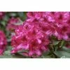 BAUHAUS Großblumiger Rhododendron Rhododendron'Nova Zembla' EASYDENDRON®, Topfvolumen: 5 L, Rot -Gartenpflanzen Verkäufe 12 1123