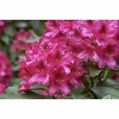 BAUHAUS Großblumiger Rhododendron Rhododendron'Nova Zembla' EASYDENDRON®, Topfvolumen: 5 L, Rot
