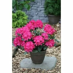 BAUHAUS Großblumiger Rhododendron Rhododendron'Nova Zembla' EASYDENDRON®, Topfvolumen: 5 L, Rot -Gartenpflanzen Verkäufe 12 1125
