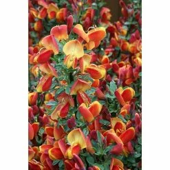 BAUHAUS Ginster Cytisus Scoparius 'Lena', Topfvolumen: 4 L, Rot/Gelb