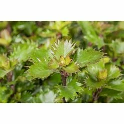 BAUHAUS Piardino Stechpalme Ilex Meserveae 'Little Rascal'®, Topfgröße: 17 Cm -Gartenpflanzen Verkäufe 12 1130