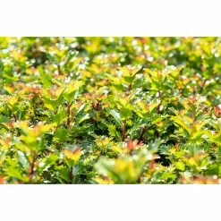 BAUHAUS Piardino Stechpalme Ilex Meserveae 'Little Rascal'®, Topfgröße: 17 Cm -Gartenpflanzen Verkäufe 12 1131