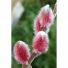 BAUHAUS Kätzchenweide Salix Gracilistyla 'Rote Pfote'(S), Aktuelle Wuchshöhe: 80 Cm - 100 Cm -Gartenpflanzen Verkäufe 12 1132