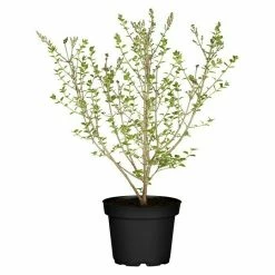 BAUHAUS Piardino Flieder Meyer's Syringa Meyeri