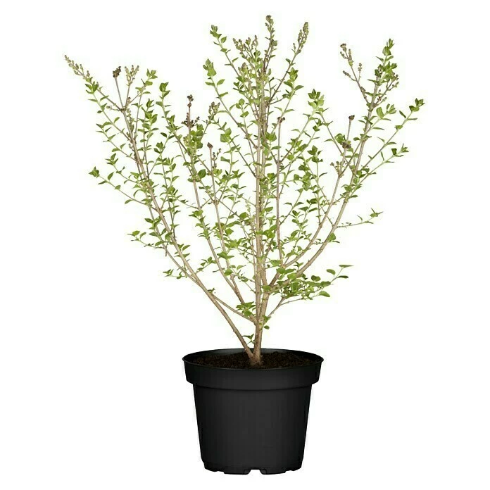 BAUHAUS Piardino Flieder Meyer's Syringa Meyeri 3 BAUHAUS Piardino Flieder Meyer's Syringa Meyeri