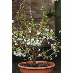 BAUHAUS Zierkirsche Prunus Incisa 'Kojou-no-mai', Aktuelle Wuchshöhe: 30 Cm - 50 Cm