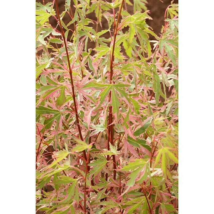 BAUHAUS Fächerahorn Acer Palmatum 'Taylor'(S) 3 BAUHAUS Fächerahorn Acer Palmatum 'Taylor'(S)