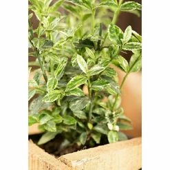 BAUHAUS Piardino Weißbunte Kriechspindel Euonymus Fortunei, Grün -Gartenpflanzen Verkäufe 12 1139