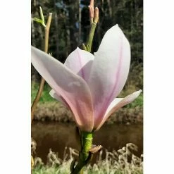 BAUHAUS Magnolie Magnolia Soulangiana 'Heaven Scent', Aktuelle Wuchshöhe: 100 Cm - 125 Cm