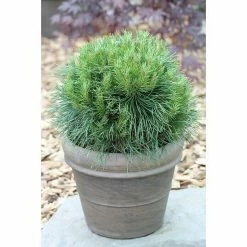BAUHAUS Berg-Kiefer Pinus Mugo 'Varella', Topfvolumen: 4,6 L, Aktuelle Wuchshöhe: 20 Cm - 30 Cm