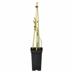 BAUHAUS Piardino Kletterrose Rosa Hybride 'Moonlight ®'