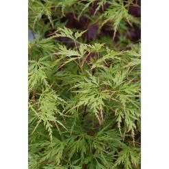 BAUHAUS Fächerahorn Acer Palmatum 'Seiryu'