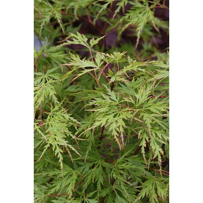 BAUHAUS Fächerahorn Acer Palmatum 'Seiryu' 3 BAUHAUS Fächerahorn Acer Palmatum 'Seiryu'