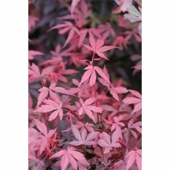 BAUHAUS Fächerahorn Acer Palmatum 'Shaina', Topfvolumen: 6 L