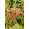 BAUHAUS Fächerahorn Acer Palmatum 'Orange Dream', Topfvolumen: 3,4 L 2 BAUHAUS Fächerahorn Acer Palmatum 'Orange Dream', Topfvolumen: 3,4 L -Gartenpflanzen Verkäufe 12 1145