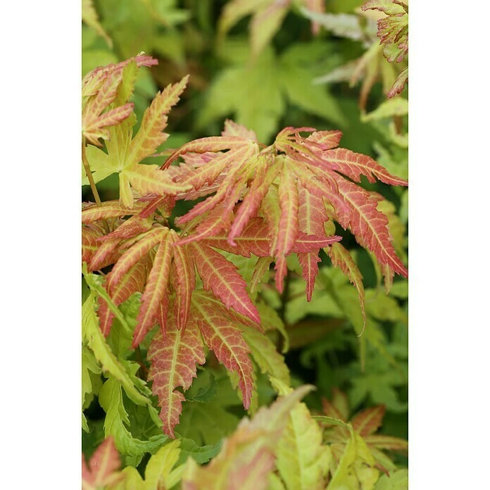BAUHAUS Fächerahorn Acer Palmatum 'Orange Dream', Topfvolumen: 3,4 L 3 BAUHAUS Fächerahorn Acer Palmatum 'Orange Dream', Topfvolumen: 3,4 L