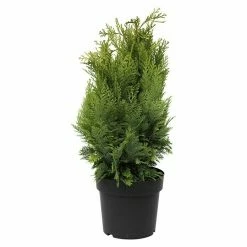 BAUHAUS Lawsons Scheinzypresse Chamaecyparis Lawsoniana 'Alumigold', Aktuelle Wuchshöhe: 30 Cm - 50 Cm