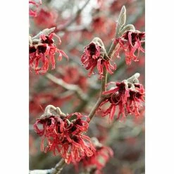 BAUHAUS Zaubernuss Hamamelis Intermedia 'Feuerzauber', 50 Cm - 70 Cm, Rot