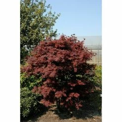 BAUHAUS Fächerahorn Acer Palmatum 'Pixie', Topfvolumen: 6 L