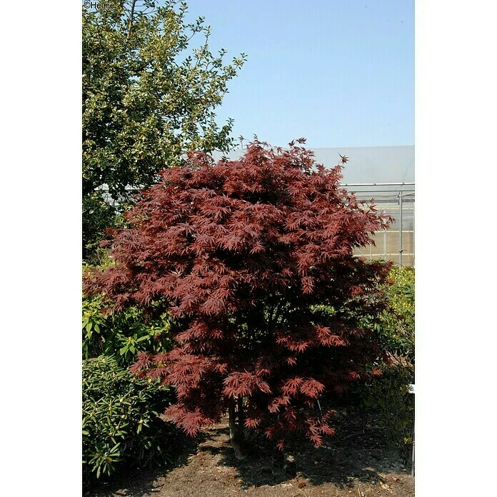 BAUHAUS Fächerahorn Acer Palmatum 'Pixie', Topfvolumen: 6 L 3 BAUHAUS Fächerahorn Acer Palmatum 'Pixie', Topfvolumen: 6 L