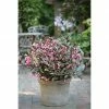 BAUHAUS Weigelie Weigela Florida 'Alexandra', 30 Cm - 50 Cm