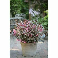 BAUHAUS Weigelie Weigela Florida 'Alexandra', 30 Cm - 50 Cm