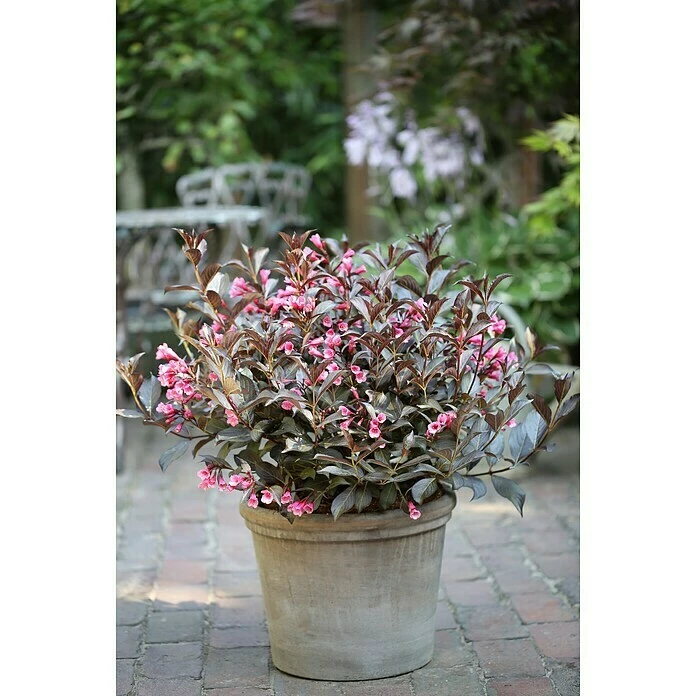 BAUHAUS Weigelie Weigela Florida 'Alexandra', 30 Cm - 50 Cm 3 BAUHAUS Weigelie Weigela Florida 'Alexandra', 30 Cm - 50 Cm