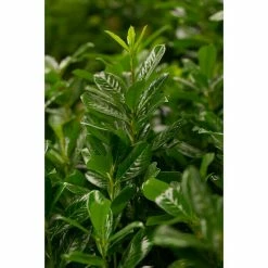 BAUHAUS Kirschlorbeer Novita Prunus Laurocerasus 'Novita' -Gartenpflanzen Verkäufe 12 1154