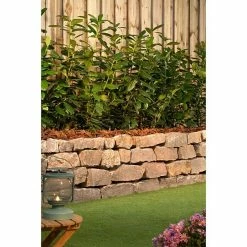 BAUHAUS Kirschlorbeer Novita Prunus Laurocerasus 'Novita' -Gartenpflanzen Verkäufe 12 1155