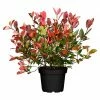 BAUHAUS Piardino Glanzmispel Photinia Fraseri 'Red Robin', Topfgröße: 37 Cm -Gartenpflanzen Verkäufe 12 1157