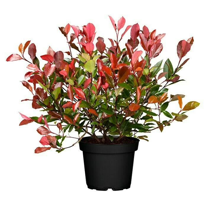 BAUHAUS Piardino Glanzmispel Photinia Fraseri 'Red Robin', Topfgröße: 37 Cm 3 BAUHAUS Piardino Glanzmispel Photinia Fraseri 'Red Robin', Topfgröße: 37 Cm