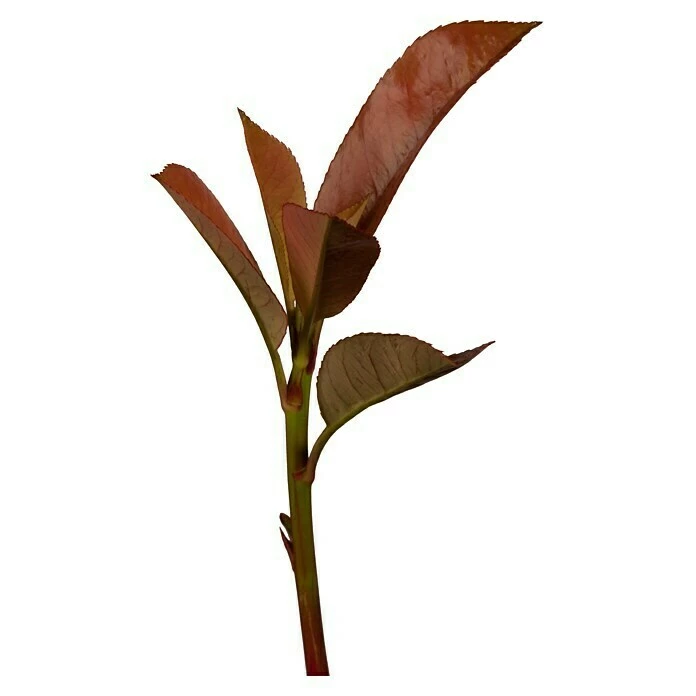 BAUHAUS Piardino Glanzmispel Photinia Fraseri 'Red Robin', Topfgröße: 37 Cm 4 BAUHAUS Piardino Glanzmispel Photinia Fraseri 'Red Robin', Topfgröße: 37 Cm – Bild 2