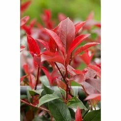 BAUHAUS Piardino Glanzmispel Photinia Fraseri 'Red Robin', Topfgröße: 37 Cm 8 BAUHAUS Piardino Glanzmispel Photinia Fraseri 'Red Robin', Topfgröße: 37 Cm -Gartenpflanzen Verkäufe 12 1159