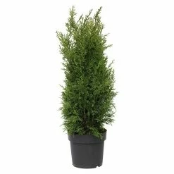 BAUHAUS Lawsons Scheinzypresse Chamaecyparis Lawsoniana 'Erecta Robusta', Aktuelle Wuchshöhe: 60 Cm - 80 Cm