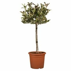 BAUHAUS Piardino Glanzmispel Photinia Fraseri 'Pink Marble', Topfgröße: 19 Cm