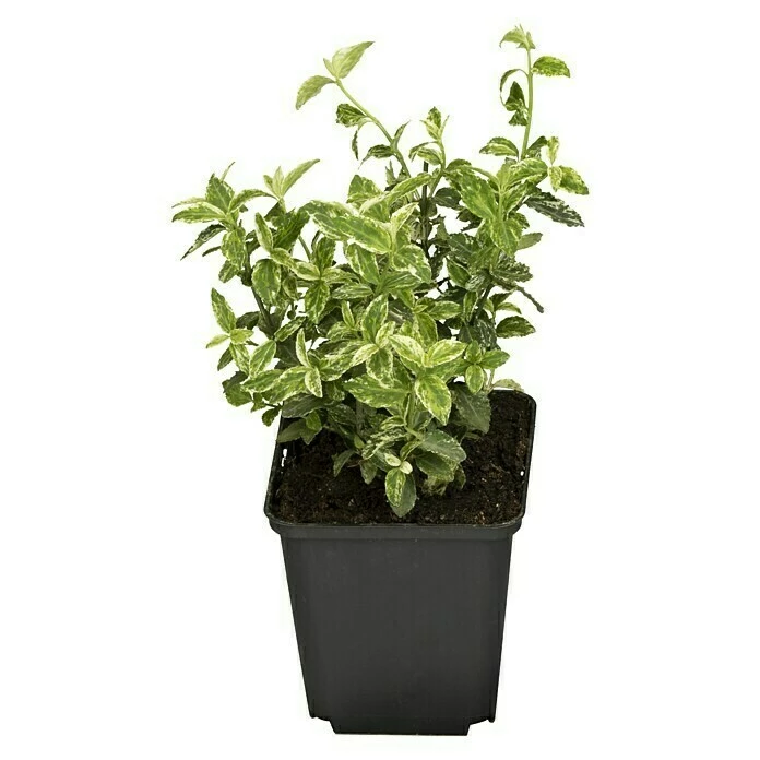 BAUHAUS Piardino Weißbunte Kriechspindel 'Harlequin' Euonymus Fortunei 'Harlequin', Topfgröße: 9 Cm, Grün Mit Weißer Umrandung 3 BAUHAUS Piardino Weißbunte Kriechspindel 'Harlequin' Euonymus Fortunei 'Harlequin', Topfgröße: 9 Cm, Grün Mit Weißer Umrandung