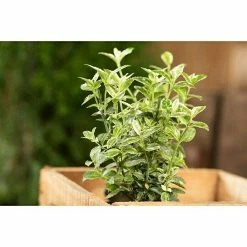 BAUHAUS Piardino Weißbunte Kriechspindel 'Harlequin' Euonymus Fortunei 'Harlequin', Topfgröße: 9 Cm, Grün Mit Weißer Umrandung 5 BAUHAUS Piardino Weißbunte Kriechspindel 'Harlequin' Euonymus Fortunei 'Harlequin', Topfgröße: 9 Cm, Grün Mit Weißer Umrandung -Gartenpflanzen Verkäufe 12 1168