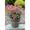 BAUHAUS Japanisches Schattenglöckchen Pieris Japonica 'Mountain Fire', Topfvolumen: 6 L 1 BAUHAUS Japanisches Schattenglöckchen Pieris Japonica 'Mountain Fire', Topfvolumen: 6 L -Gartenpflanzen Verkäufe 12 1169